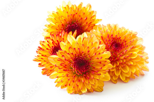 orange chrysanthemum