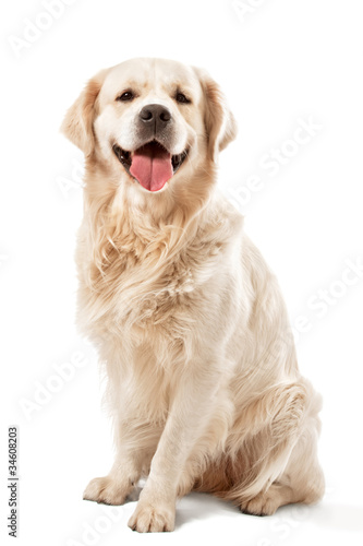 golden retriever posing in studio. Isolated on white