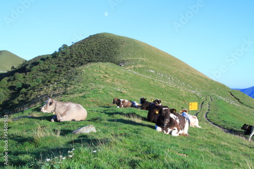 Mucche sulla cima del Galbiga