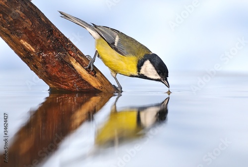 Parus major bebiendo agua.