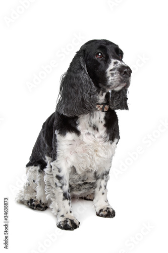 english cocker spaniel