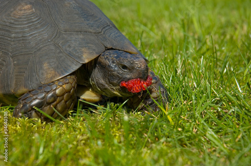 Żółw jedzący owoc maliny na trawniku w ogrodzie