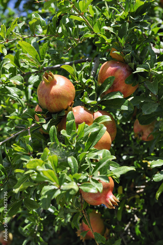 Pomegranate tree