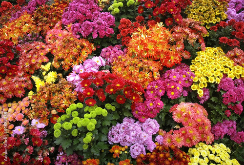 colorful chrysanthemum