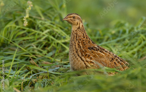 Quail in the field