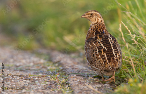 Quail in the field