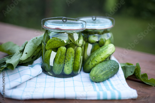 pickled cucumber / ogórki kiszone lub małosolne