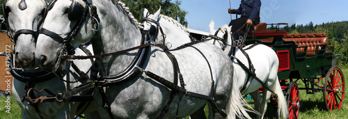 horses team panorama