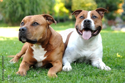 American Staffordshire terriers