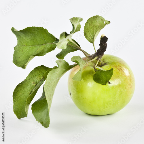 Jabłko z sadu