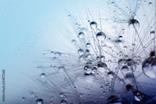 Abstract macro photo of plant seeds with water drops.