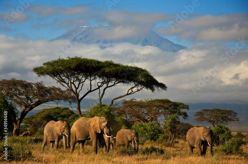 Elephant family in front of Mt. Kilimanjaro