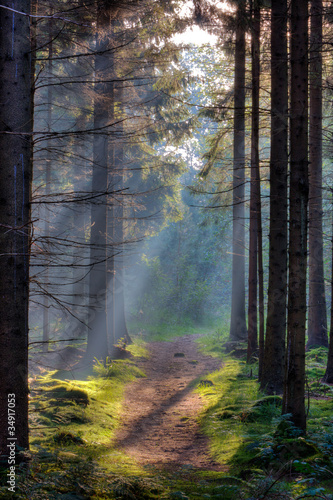 Sun rays on footpath in forest