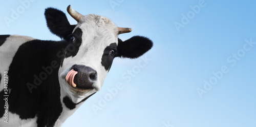 Cow