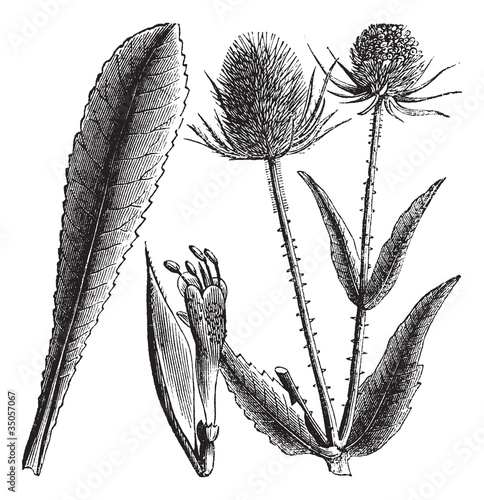 Dipsacus sylvestris or Teasel vintage engraving