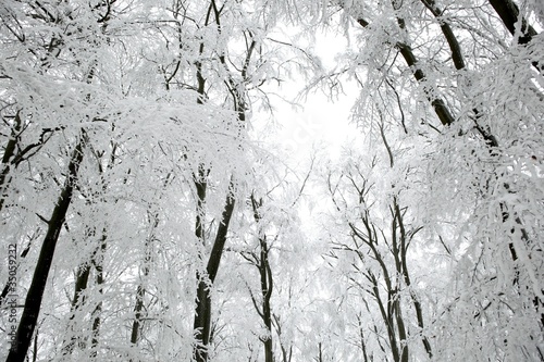 snowy trees