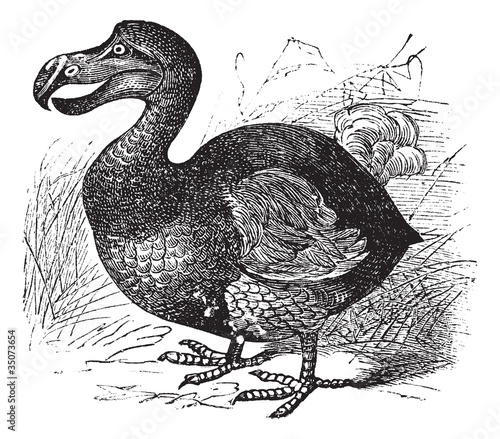 Dodo or Raphus cucullatus, vintage engraving