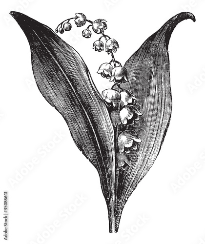 Convallaria majalis or lily of the valley, vintage engraving