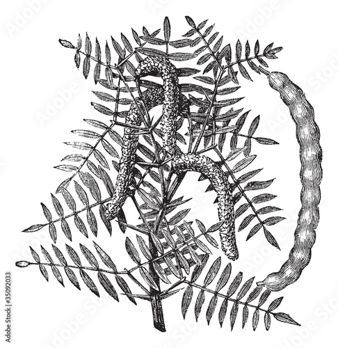 Mesquite (Prosopis glandulosa) or Honey Mesquite, vintage engrav