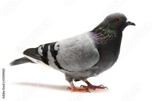 Rock Pigeon (Columba livia)