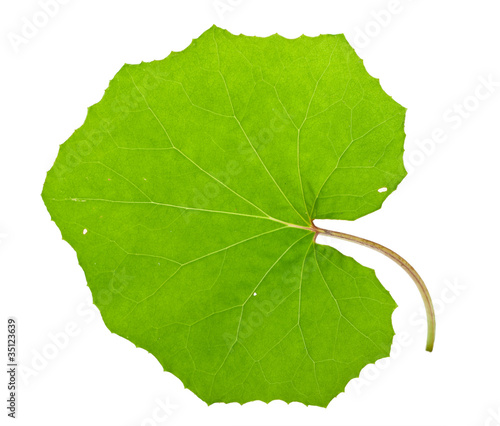Tussilago farfara leaf