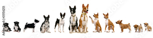 Group of basenji dog and puppies
