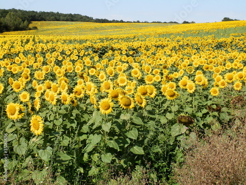 Champ de tournesols