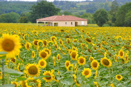 sunflower field, Gascogne, France Sonnenblumen Frankreich