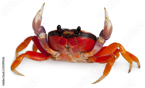 Red land crab, Gecarcinus quadratus