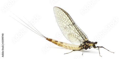 Mayfly, Ephemera danica, in front of white background