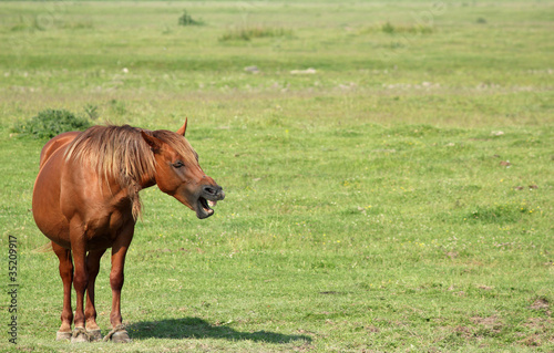 brown horse neigh