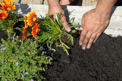 Planting flowers