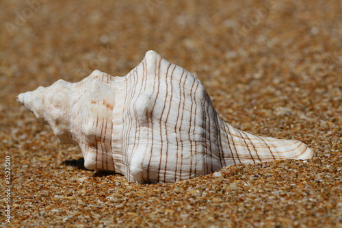 Concha en la playa