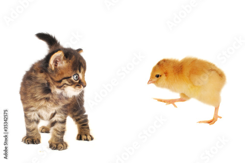 cat and chick