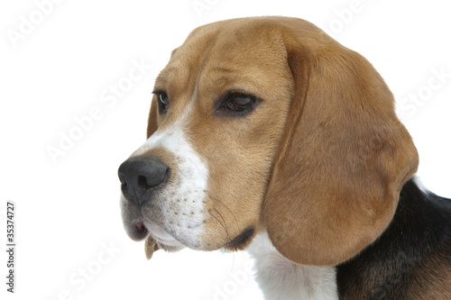 magnifique portrait de beagle au regard tendre