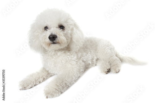 bichon frisé détendu