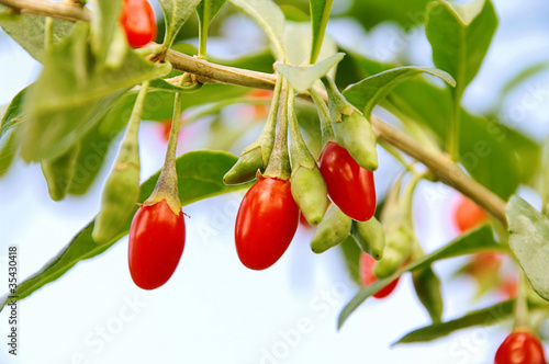 Goji Beere - goji berry 07