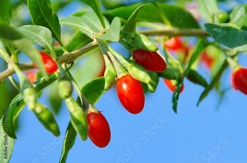 Goji Beere - goji berry 09