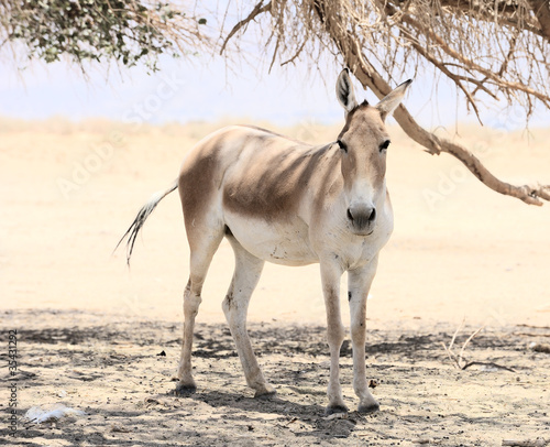 Onager