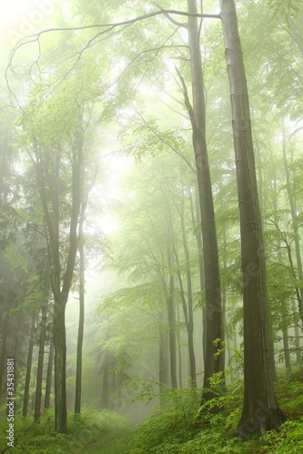 Path in the deciduous forest on a foggy spring morning