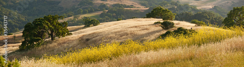 Panorama of golden California hills and mustard field