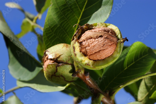 Reife Walnüsse am Baum