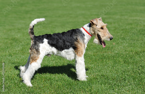 Fox Terrier portrait