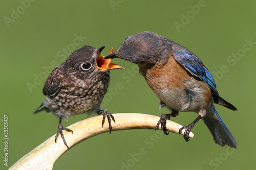 Female Eastern Bluebird Feeding A Baby