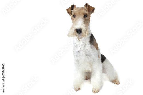 very proud fox terrier