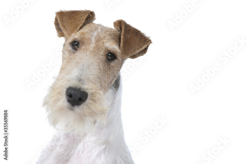 portrait de fox terrier éveillé