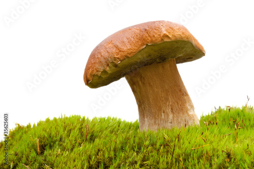 Boletus mushroom on moss (boletus edulis)