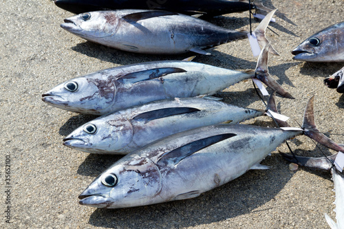 Albacore tuna fish Thunnus Alalunga catch
