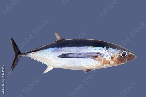 Albacore tuna fish Thunnus Alalunga