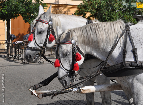 Horse in Cracow - Poland